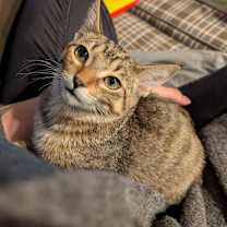 adopt-pet