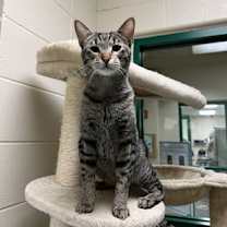 Thumbnail photo of Taj (Alabama) #1