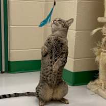 Thumbnail photo of Taj (Alabama) #2