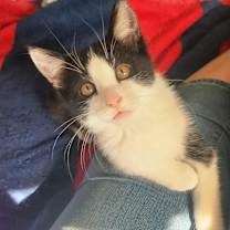 Thumbnail photo of Gio #3