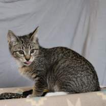 Thumbnail photo of Leaf 1124-25 #1