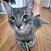 Thumbnail photo of Jello #1