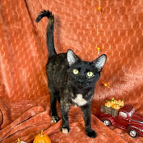 Thumbnail photo of Momma Meadow Wat #1