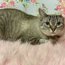 adopt-pet