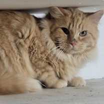 Thumbnail photo of Julius #2