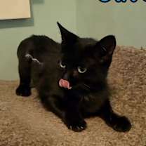 Thumbnail photo of Olive #3