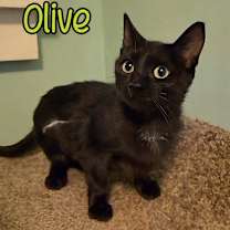 Thumbnail photo of Olive #4