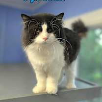 Thumbnail photo of Sylvester #3