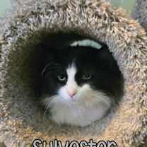 Thumbnail photo of Sylvester #4