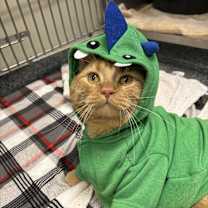 Thumbnail photo of Gouda #1