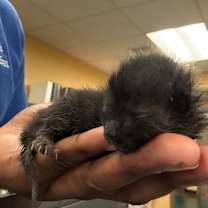 Thumbnail photo of Reelo aka Little Bit #2