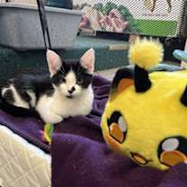 adopt a pet