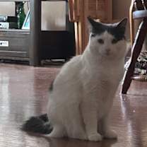 Thumbnail photo of Mitzi #3