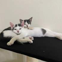 Thumbnail photo of Kleya #3