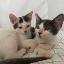 Thumbnail photo of Kleya #4