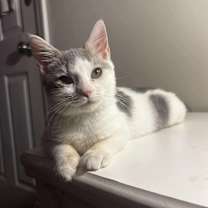 Thumbnail photo of Smokey #1