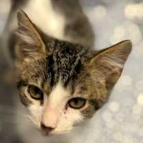 Thumbnail photo of Toad #3