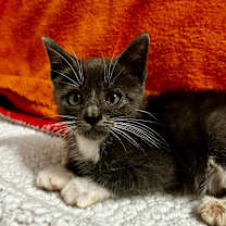 Thumbnail photo of Prince Charming #2