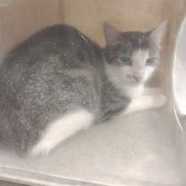 Thumbnail photo of Barn Cat Liddy #1