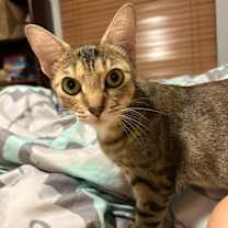 Thumbnail photo of Mira #2