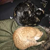 Thumbnail photo of Friday and pumpkin #3