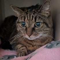 Thumbnail photo of Gracie #2