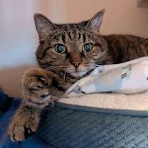 Thumbnail photo of Gracie #3