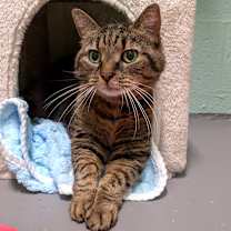 Thumbnail photo of Gracie #4