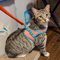 adopt a pet