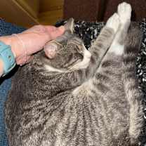 Thumbnail photo of Benny Boy (Purring Machine) #3