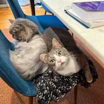 Thumbnail photo of Benny Boy (Purring Machine) #4