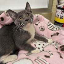 Thumbnail photo of Temu Tim #1