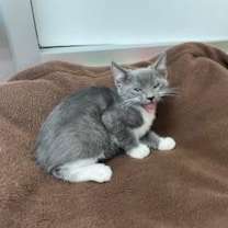 Thumbnail photo of Temu Tim #2