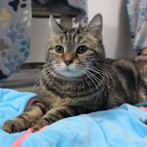 Thumbnail photo of Leia #2