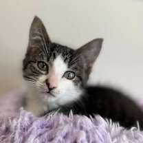 Thumbnail photo of Kitty Perry #3