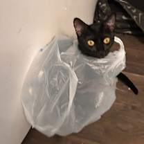 Thumbnail photo of Luna XXXII (New Digs) #3