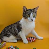 Thumbnail photo of Rabbit (Snuggle bug) #1