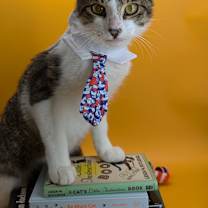 Thumbnail photo of Rabbit (Snuggle bug) #2