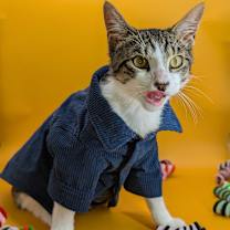 Thumbnail photo of Rabbit (Snuggle bug) #3