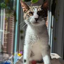 Thumbnail photo of Rabbit (Snuggle bug) #4