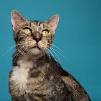 Thumbnail photo of Cheeto #1