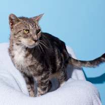 Thumbnail photo of Cheeto #2