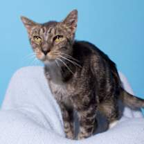 Thumbnail photo of Cheeto #3