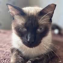 Thumbnail photo of Chaney #3