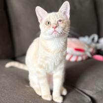 Thumbnail photo of Nova #2