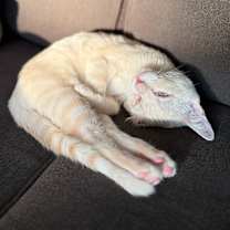 Thumbnail photo of Nova #3