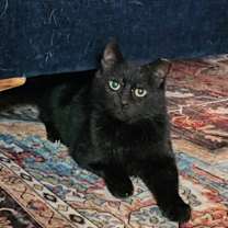 Thumbnail photo of Gomez Addams #1