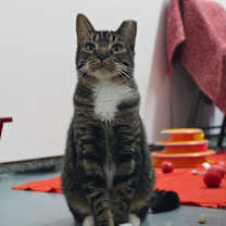 Thumbnail photo of Dakota #1