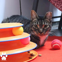 Thumbnail photo of Dakota #2