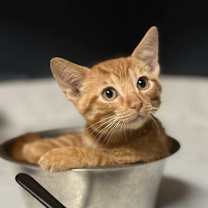 Thumbnail photo of Rango #1